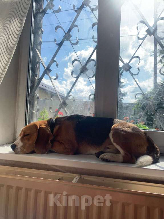 Собаки в Березовском: Предлагается для вязки кобель породы Бигль. Екатеринбург. Мальчик, 3 000 руб. - фото 3