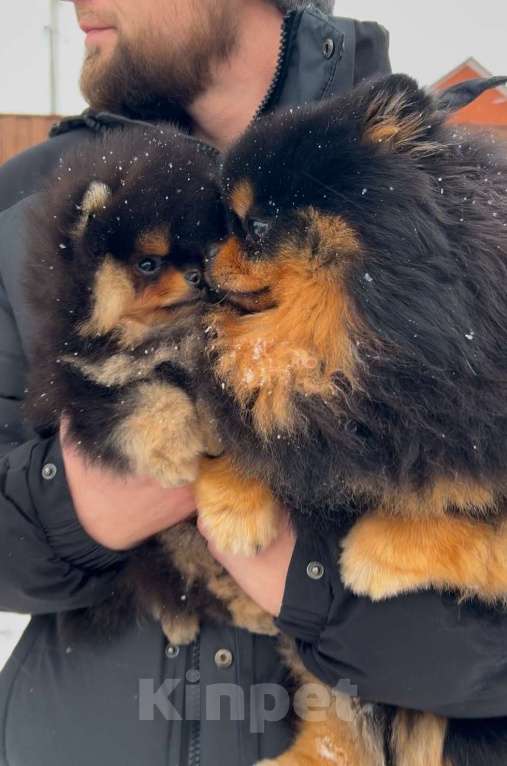 Собаки в Москве: Приглашаем дам на вязку! Мальчик, 30 000 руб. - фото 4