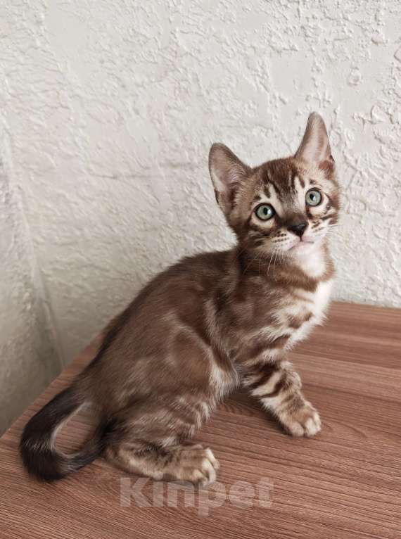 Кошки в Краснодаре: Очень красивый мальчик угольная сепия Мальчик, Бесплатно - фото 6
