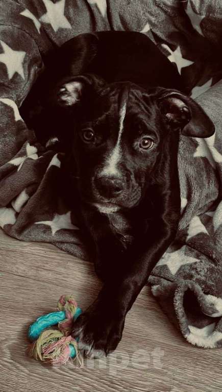 Собаки в Видном: Продам щенка Мальчик, 15 000 руб. - фото 1
