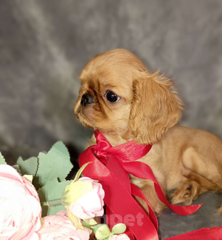 Собаки в Москве: Кортни Девочка, 55 000 руб. - фото 9