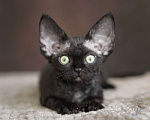 Кошки в Санкт-Петербурге: Девон-рекс котята черная девочка Девочка, Бесплатно - фото 2