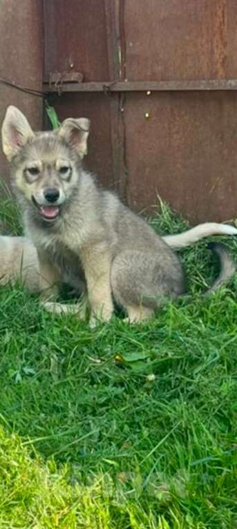 Собаки в Подольске: Ася в добрые руки  Девочка, Бесплатно - фото 2