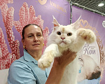 Кошки в Москве: Котёнок мейн-куна Мальчик, 90 000 руб. - фото 8