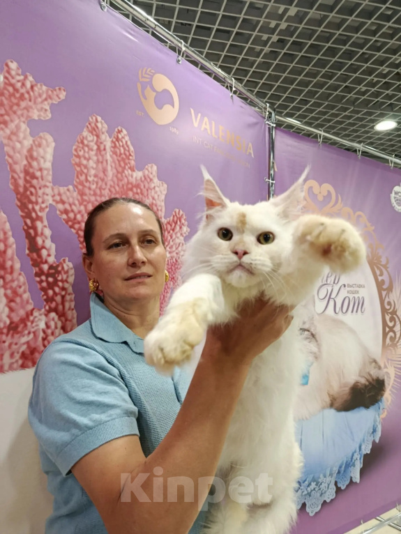 Кошки в Москве: Котёнок мейн-куна Мальчик, 90 000 руб. - фото 8