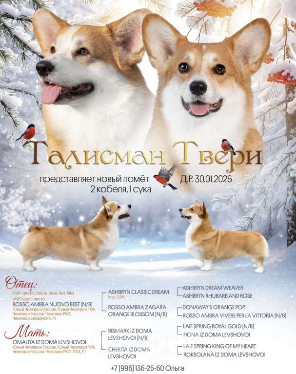 Собаки в Твери: Щенки Мальчик, 1 руб. - фото 1