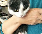 Кошки в Ефремове: Котенок в добрые руки Девочка, 100 руб. - фото 2