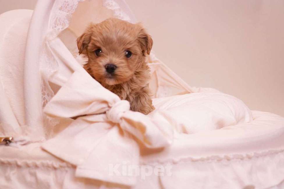 Собаки в Москве: Мальтипу мальчик стандарт  Мальчик, 120 000 руб. - фото 4