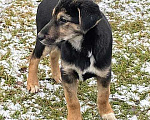 Собаки в Москве: Чудесный щеночек Вита в добрые руки Девочка, Бесплатно - фото 4