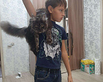 Кошки в Ливны: Шикарные котята мейн кун, 40 000 руб. - фото 5