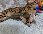 Кошки в Заречном: Бенгалькие котята с документами, 25 000 руб. - фото 5