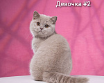 Кошки в Новосибирске: Британские котятки , 15 000 руб. - фото 4
