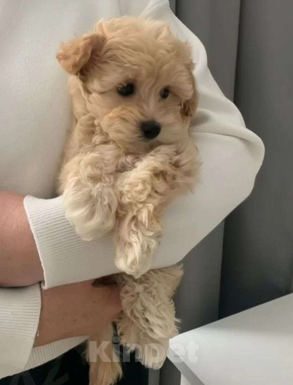 Собаки в Москве: Малыш мальтипу Мальчик, 140 000 руб. - фото 2