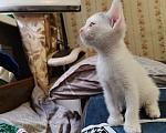 Кошки в Кемерово: Котята Разнополые, Бесплатно - фото 5
