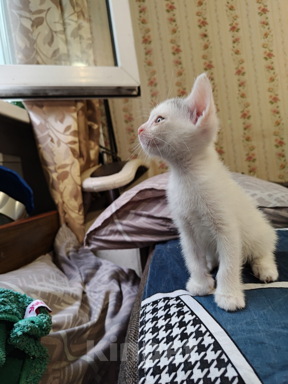 Кошки в Кемерово: Котята Разнополые, Бесплатно - фото 5
