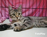 Кошки в Долгопрудном: Котёнок из приюта мечтает о доме Девочка, Бесплатно - фото 2