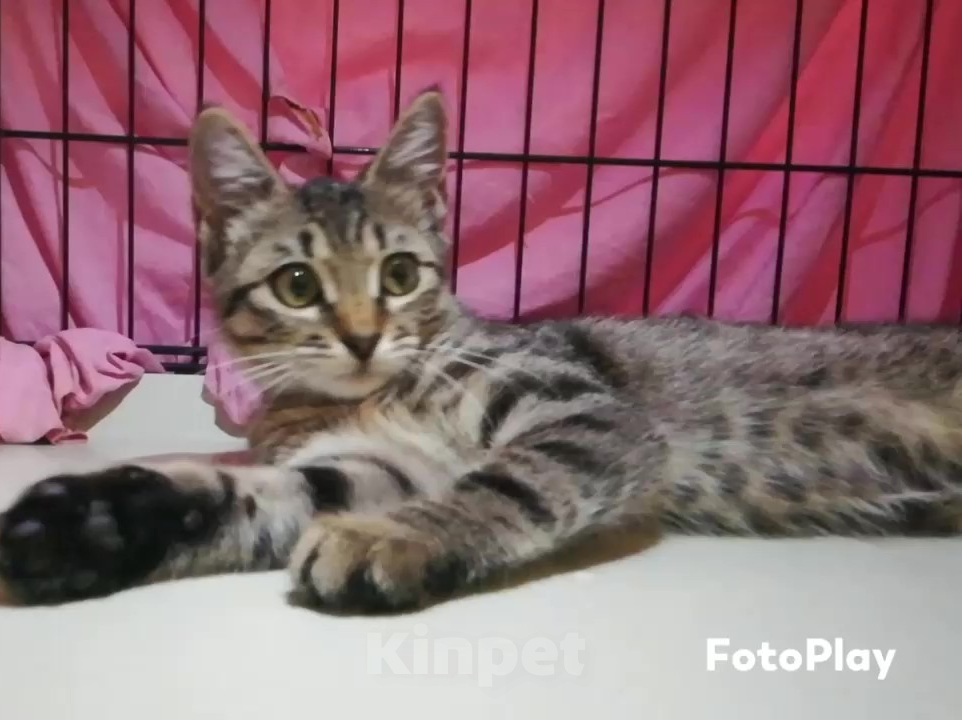 Кошки в Долгопрудном: Котёнок из приюта мечтает о доме Девочка, Бесплатно - фото 2