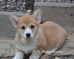 Собаки в Санкт-Петербурге: Мальчик вельш корги пемброк Мальчик, 80 000 руб. - фото 2