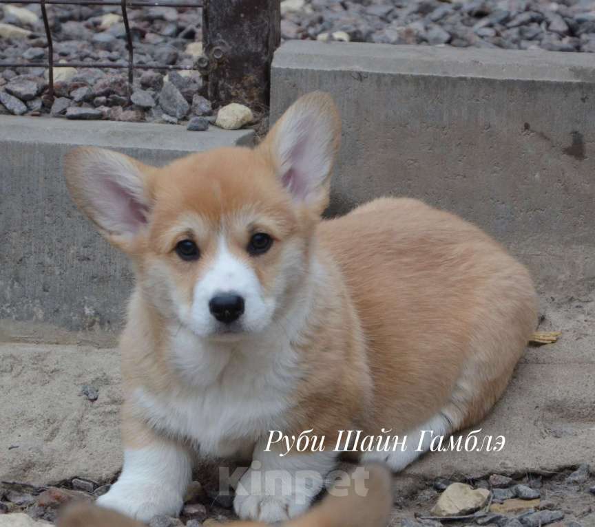 Собаки в Санкт-Петербурге: Мальчик вельш корги пемброк Мальчик, 80 000 руб. - фото 2