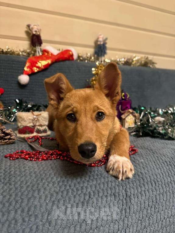 Собаки в Лосином-Петровском: Фанта в добрые руки якутенок Девочка, Бесплатно - фото 2