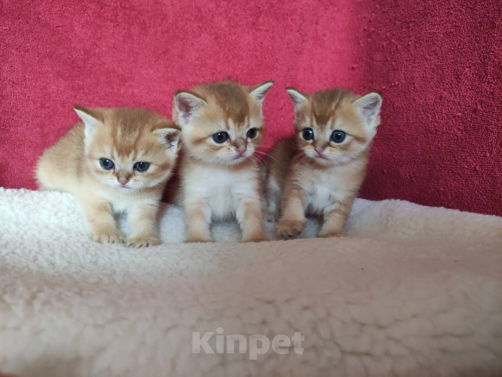 Кошки в Казани: Золотые котики страйтики Мальчик, 30 000 руб. - фото 3