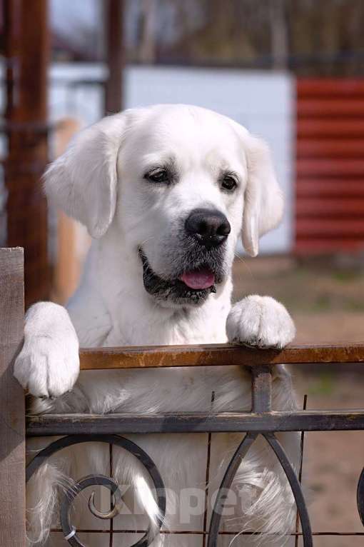 Собаки в других городах Челябинской области: Щенок золотистый ретривер Мальчик, 80 000 руб. - фото 6