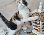 Кошки в Москве: Трехцветный котёнок в добрые руки  Девочка, Бесплатно - фото 3
