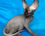 Кошки в Королеве: сфинксенок из питомника Мальчик, 60 000 руб. - фото 2
