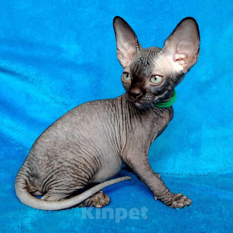 Кошки в Королеве: сфинксенок из питомника Мальчик, 60 000 руб. - фото 2