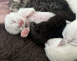 Кошки в Пензе: Котик белый Мальчик, Бесплатно - фото 2