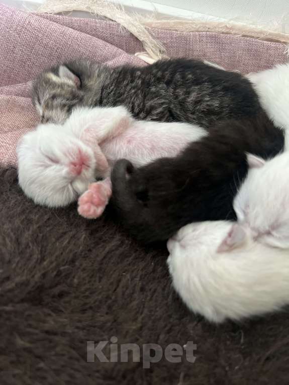 Кошки в Пензе: Котик белый Мальчик, Бесплатно - фото 2