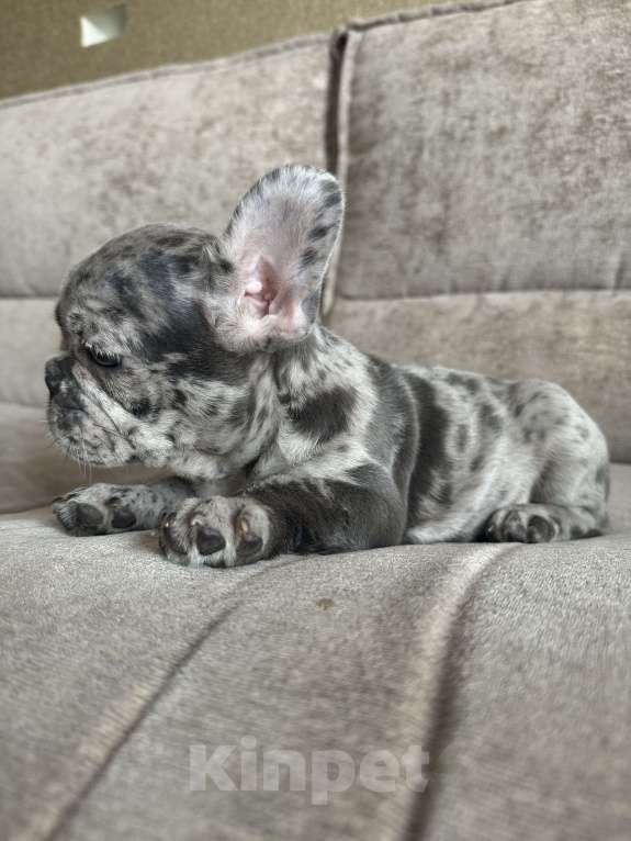 Собаки в Москве: Французский бульдог щенок  Девочка, 70 000 руб. - фото 2