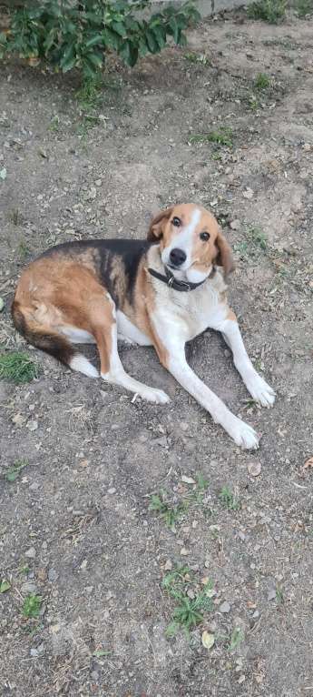 Собаки в других городах Ростовской области: Ищу Эльзу  Девочка, 5 000 руб. - фото 2