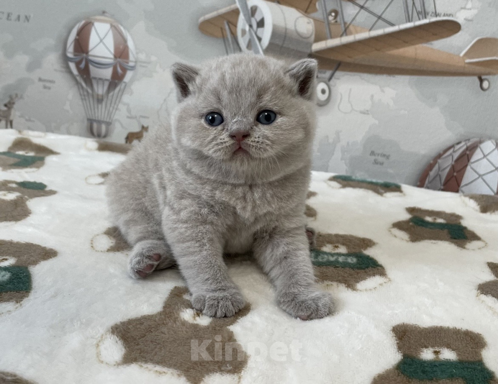 Кошки в Санкт-Петербурге: Британский мальчик Добрыня Мальчик, 40 000 руб. - фото 3