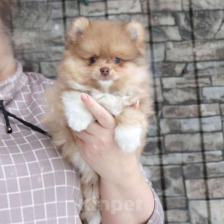 Собаки в Москве: КРАСАВЧИК с шоколадным носиком Мальчик, 29 000 руб. - фото 1