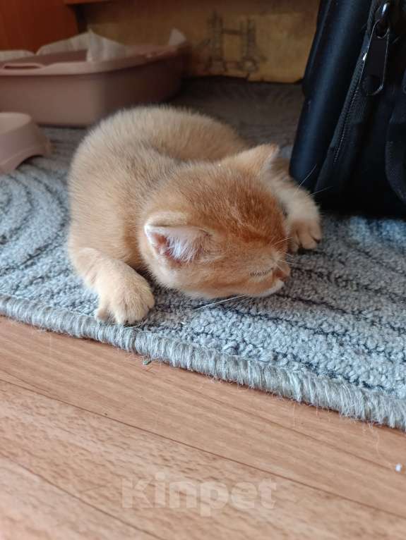 Кошки в Екатеринбурге: Прямоухий мальчик окраса ny11 Мальчик, 15 000 руб. - фото 3