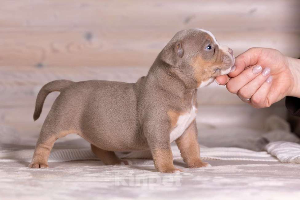 Собаки в Королеве: Американский булли Девочка, 200 000 руб. - фото 4