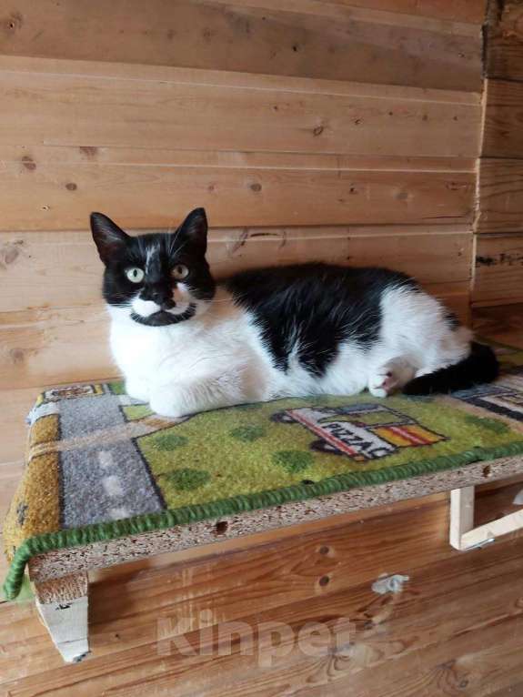 Кошки в Москве: Кошечка Коровка ищет дом Девочка, 1 руб. - фото 2