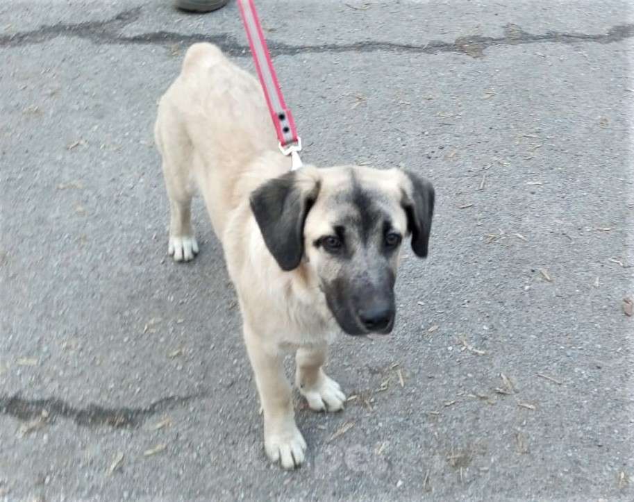 Собаки в Ногинске: Шаловливый щенок хорошему хозяину Мальчик, Бесплатно - фото 3