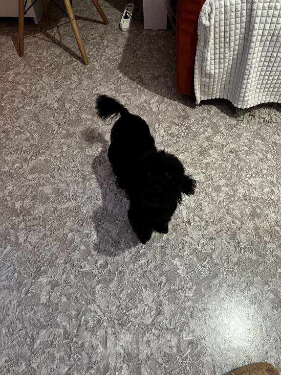 Собаки в Красноярске: Той-пудель чёрненький Мальчик, 13 000 руб. - фото 2