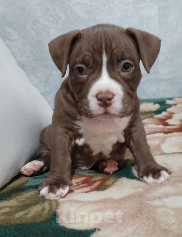 Собаки в других городах Ростовской области: Американский булли  Мальчик, 80 000 руб. - фото 2