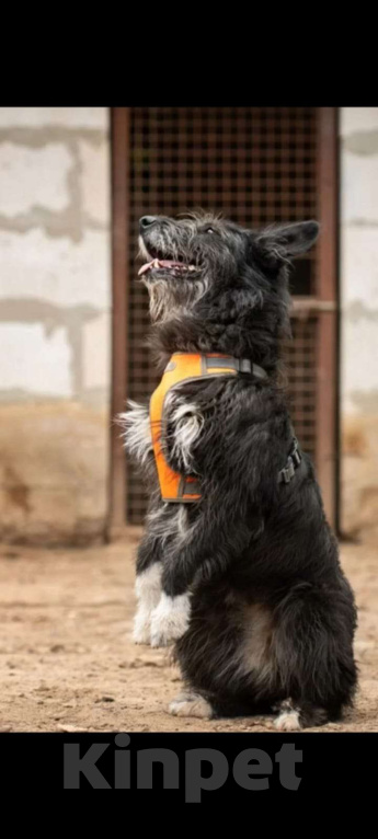 Собаки в Москве: Шанталь ищет свою семью Девочка, Бесплатно - фото 3