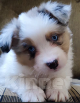 Собаки в Москве: Щенки австралийской овчарки (Аусси) Девочка, Бесплатно - фото 1