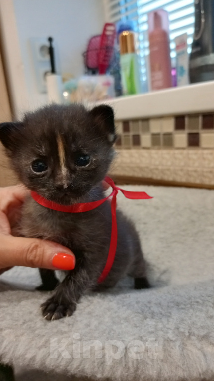 Кошки в Москве: Котёнок в добрые руки Мальчик, Бесплатно - фото 3
