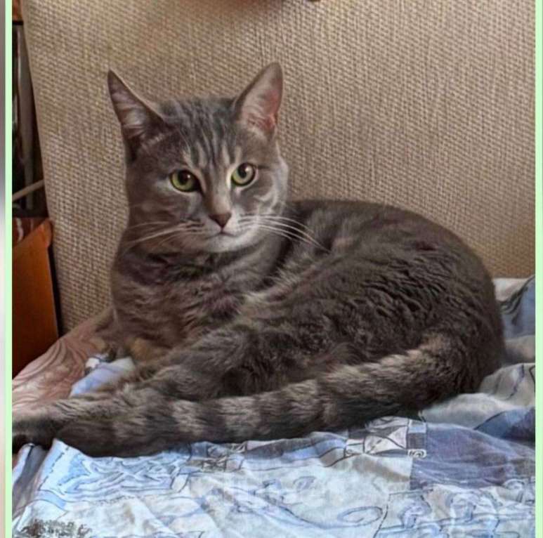 Кошки в Москве: Кот Вася ищет дом Мальчик, Бесплатно - фото 1