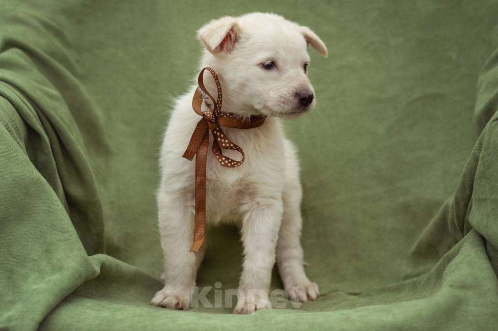 Собаки в Москве: щенок Белла в добрые руки Мальчик, Бесплатно - фото 5