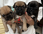 Собаки в Ростове-на-Дону: Продаются чистопородные щенки французского бульдога , рождены 12.06.2023 открыта бронь  Мальчик, 20 000 руб. - фото 1