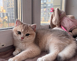 Кошки в Тюмени: Котёнок голубое золото Мальчик, 45 000 руб. - фото 8