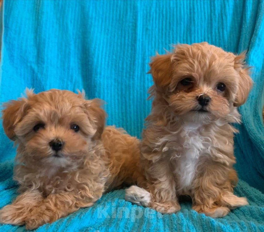 Собаки в Санкт-Петербурге: Малыши мальтипу Девочка, 93 000 руб. - фото 3