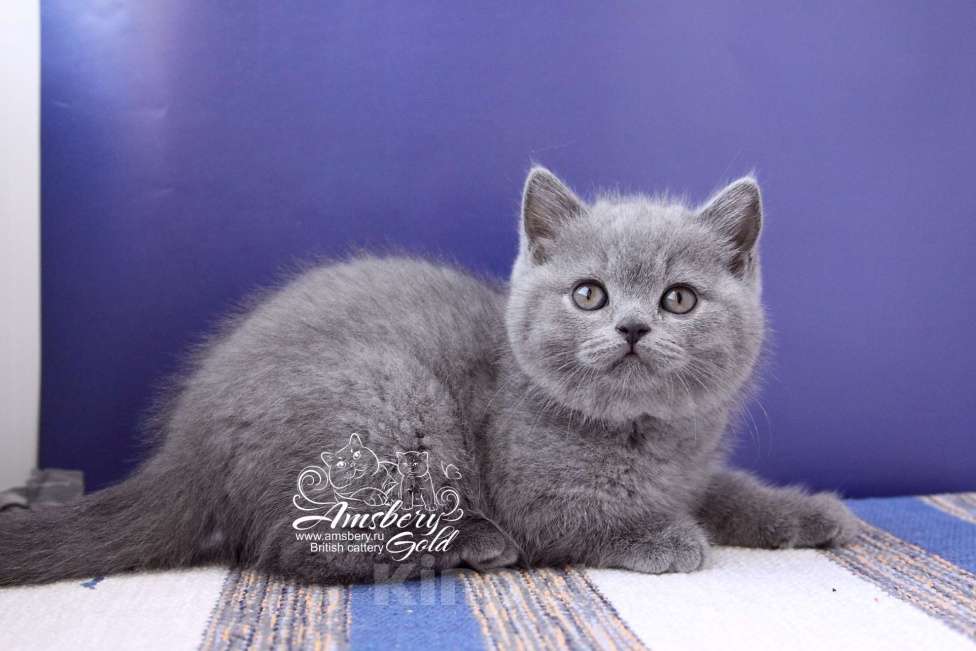 Кошки в Санкт-Петербурге: Британская кошечка Девочка, 50 000 руб. - фото 4